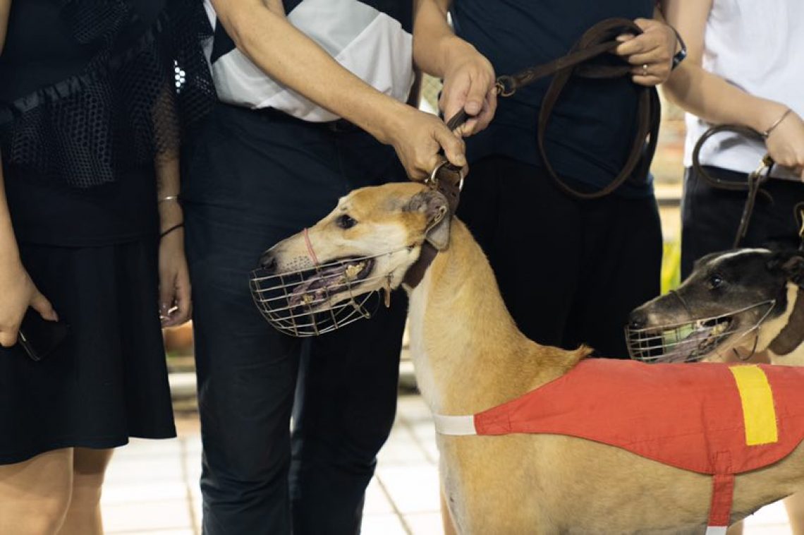 is the greyhound legal in laos