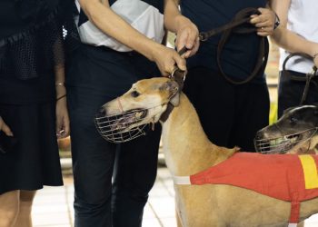 Macau Canidrome hosts last ever greyhound race meeting