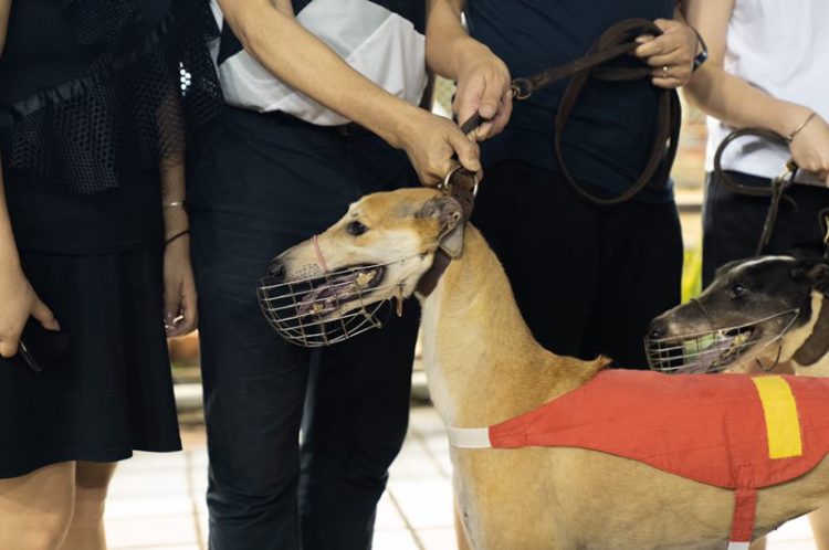 Macau Canidrome hosts last ever greyhound race meeting