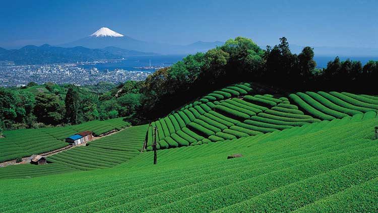 Mayor names Oyori district as Shizuoka-Makinohara’s IR candidate site