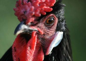 PAGCOR receives US$20 million from e-Sabong in first four months of regulation