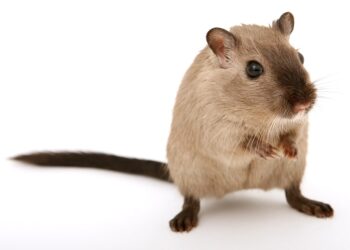 Hong Kong to let hamsters back on the wheel