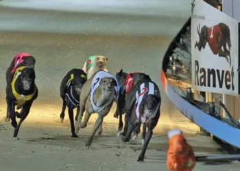 NSW government calls inquiry into greyhound racing industry after report claims animal abuse rife
