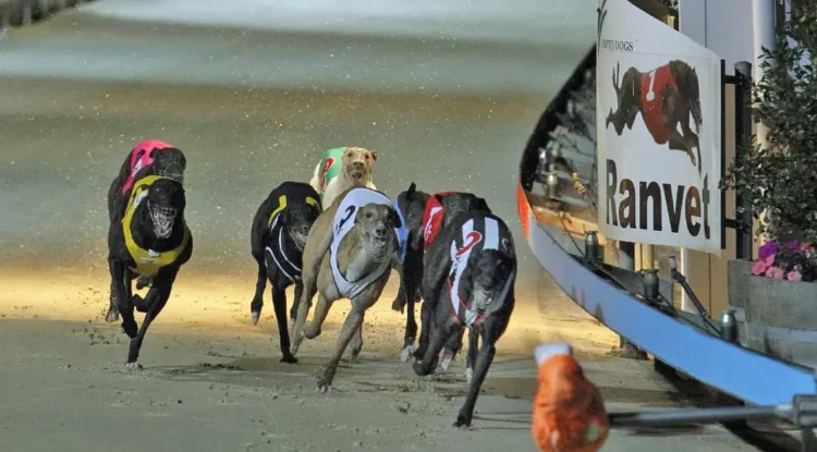 NSW government calls inquiry into greyhound racing industry after report claims animal abuse rife