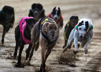 New Zealand to ban greyhound racing