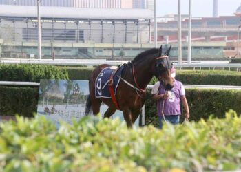 Macau Jockey Club has shipped 177 horses to Doumen in Zhuhai since closure