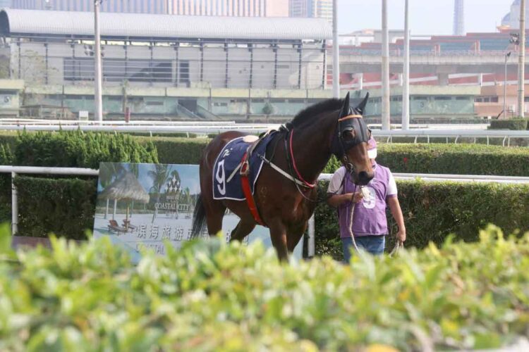 Macau Jockey Club has shipped 177 horses to Doumen in Zhuhai since closure